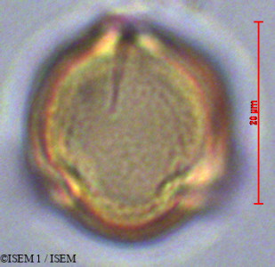 Daucus montanus - lame n° 29033